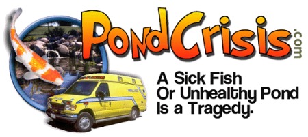 Koi, Goldfish & Pond Health In Twenty Steps